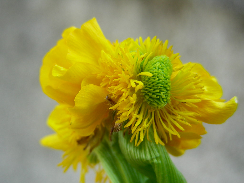 Fasciazione su Ranunculus sp.